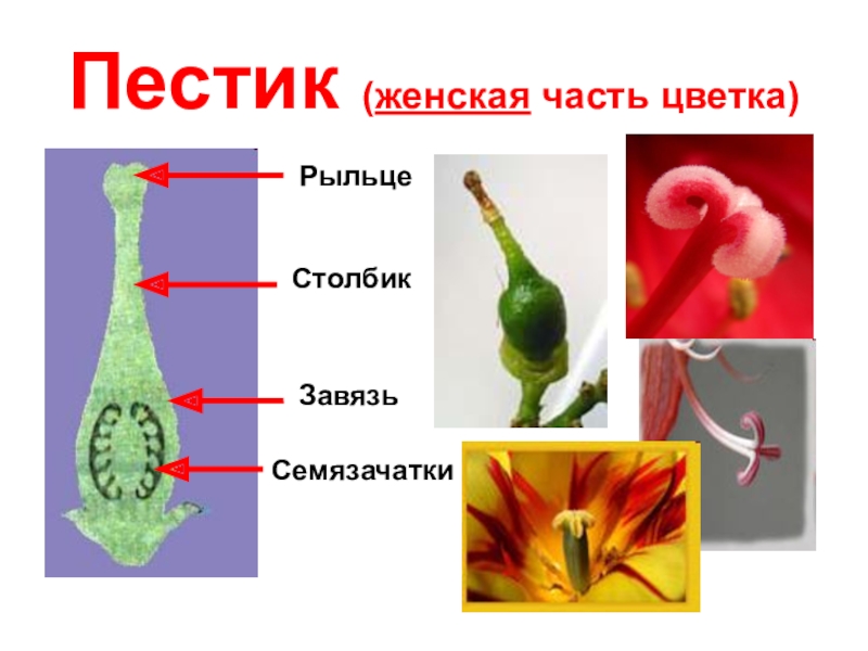 Тычинка и пестик рисунок