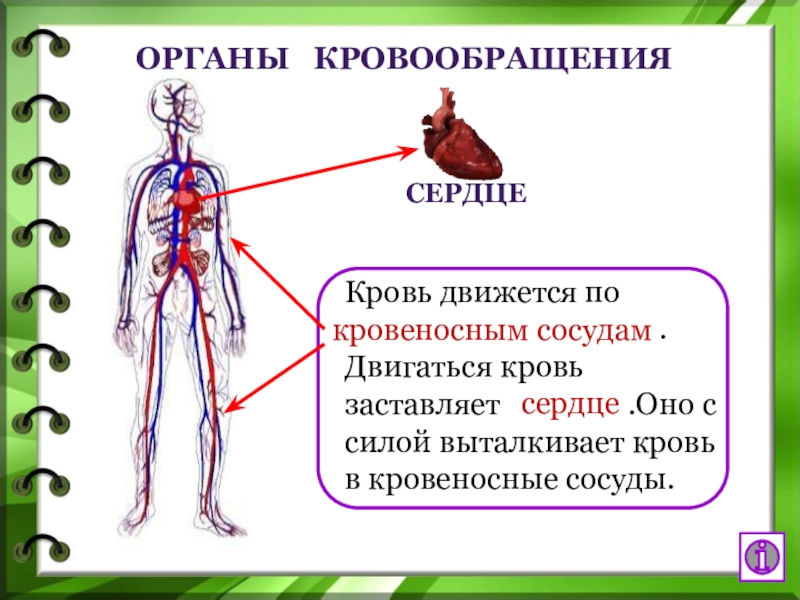 Презентация системы организма человека