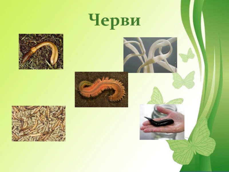 Группа черви признаки группы. Беспозвоночные группа черви. Разнообразие животных черви. Беспозвоночные животные черви.