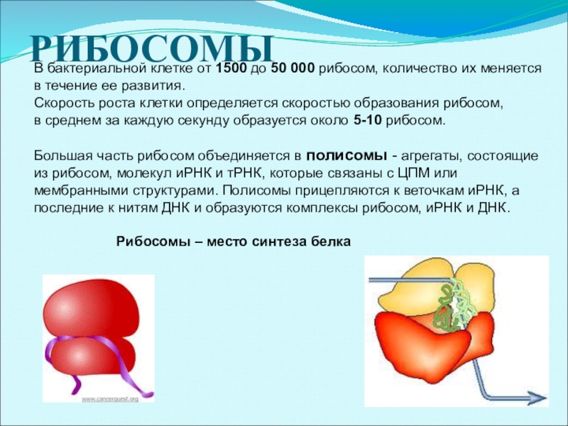 Рибосомы бактериальной клетки