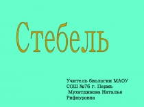 Презентаци СТЕБЕЛЬ. СТРОЕНИЕ СТЕБЛЯ.