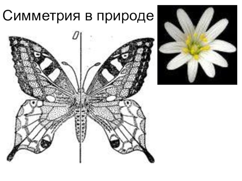 Укажите тип симметрии животного изображенного на рисунке бабочка