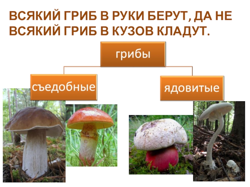 Шляпочные грибы биология 5. Шляпочные грибы 5 класс. Шляпочные грибы презентация. Шляпочные грибы съедобные и ядовитые. Строение шляпочного гриба.