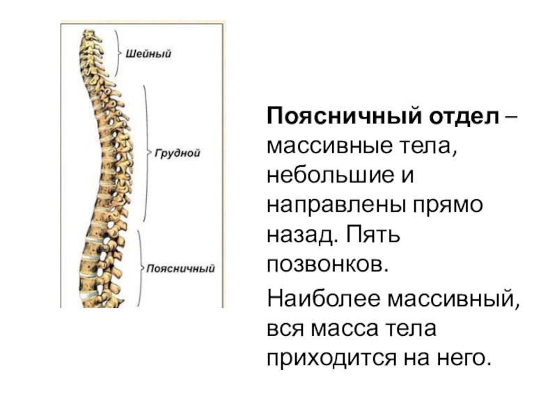 Массивные позвонки. Поясничный отдел. Самые массивные позвонки. Самые массивные позвонки позвоночника. Самые массивные позвони.