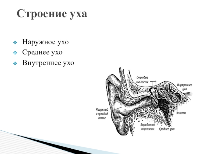 Части уха наружное среднее внутреннее. Строение среднего уха схема. Наружное ухо среднее ухо внутреннее ухо. Наружное среднее и внутреннее ухо строение. Строение наружного среднего и внутреннего уха.