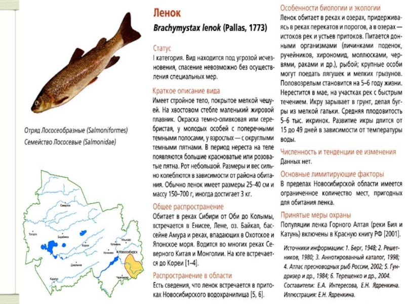Сколько видов рыб водится в охотском. Рыбы Новосибирской области. Рыбы красной книги. Рыбы занесённые в красную книгу Новосибирской области. Красная книга Сибири рыбы.