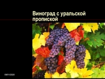 Презентация Виноград с уральской пропискойИсследовательская работа учащихся.