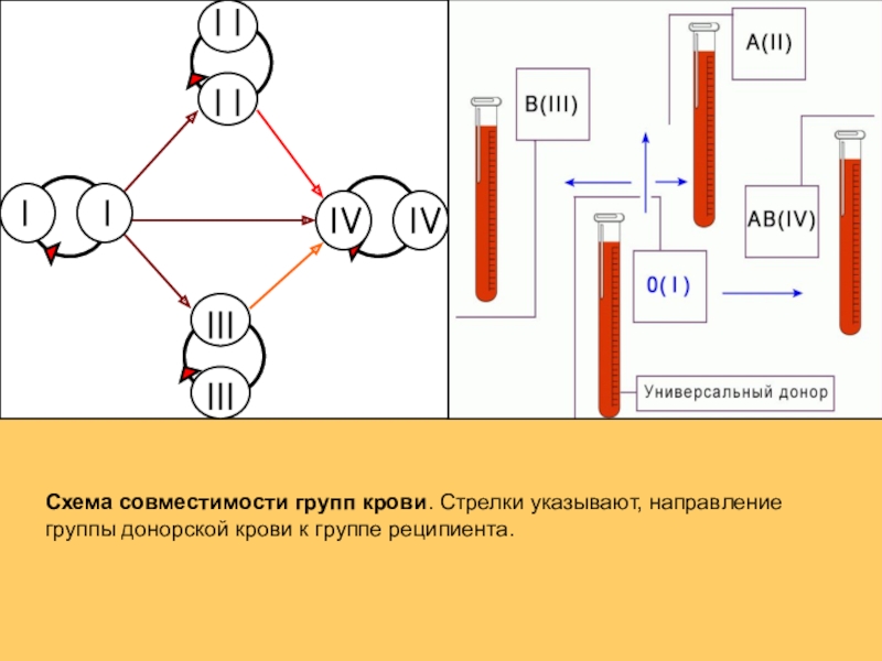 Схема переливания крови по группам крови