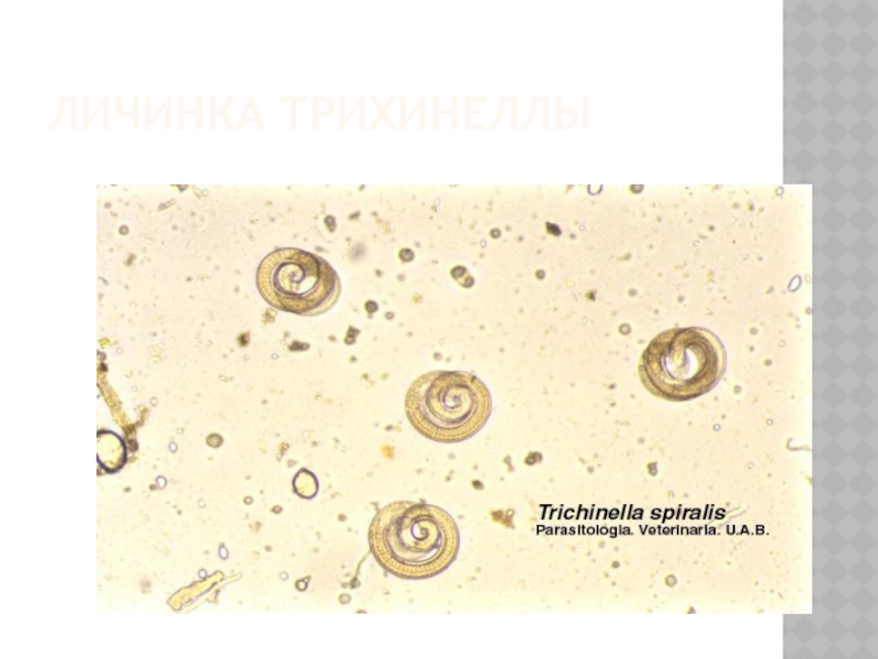 Экспресс Тест На Кабана Купить