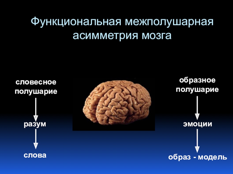 Функциональная асимметрия мозга картинки