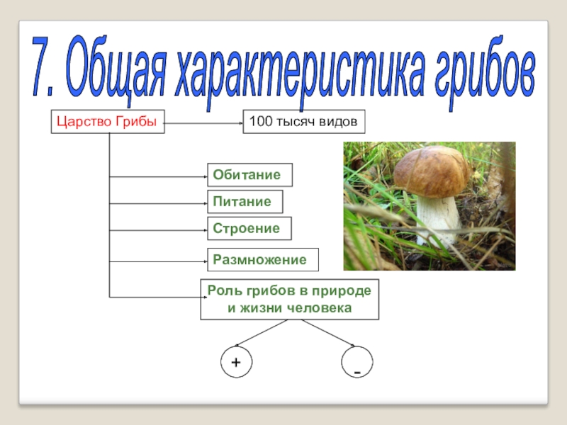Общая характеристика грибов 7 класс биология презентация