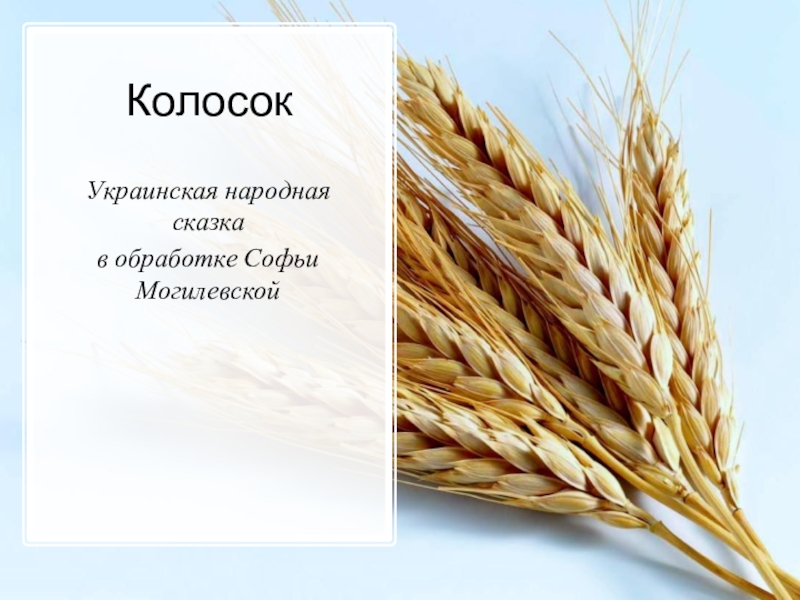 Сказка колосок. Колосок из сказки. Колосок украинская народная. Колосок Могилевский.