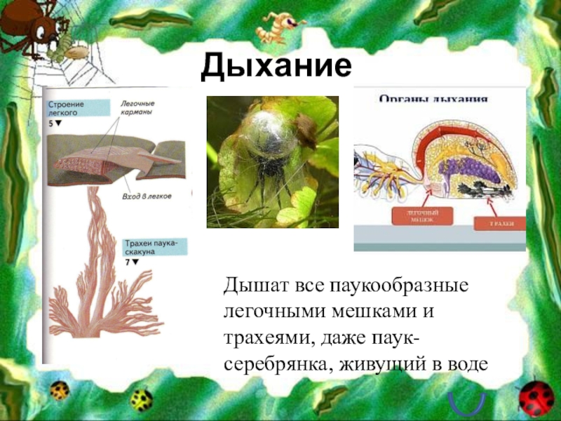 Дыхательная система паукообразных. Органы дыхания паукообразных. Трахеи у паукообразных. Класс паукообразные органы дыхания.