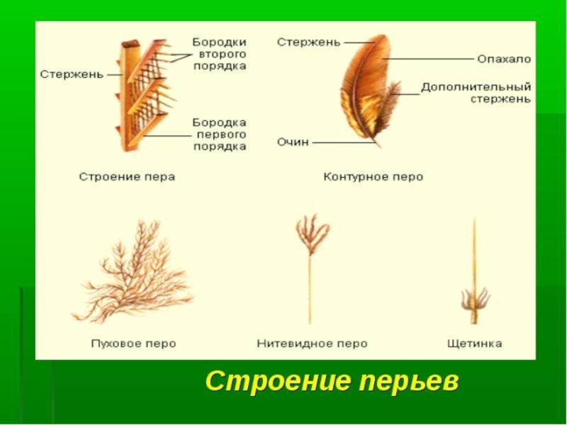 Строение пера птицы рисунок с подписями биология 7 класс