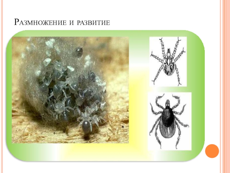 Класс паукообразные размножение