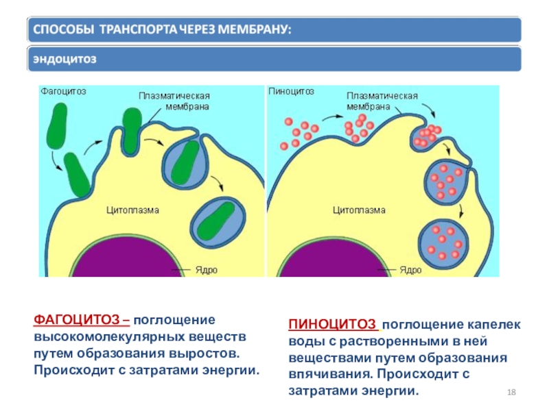 Фагоцитоз эукариоты