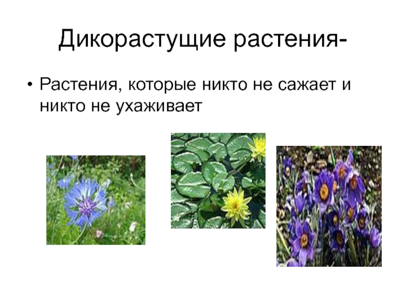 Примеры дикорастущих растений относящихся