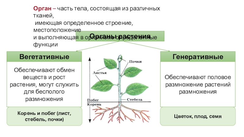 Вегетативные органы растений презентация