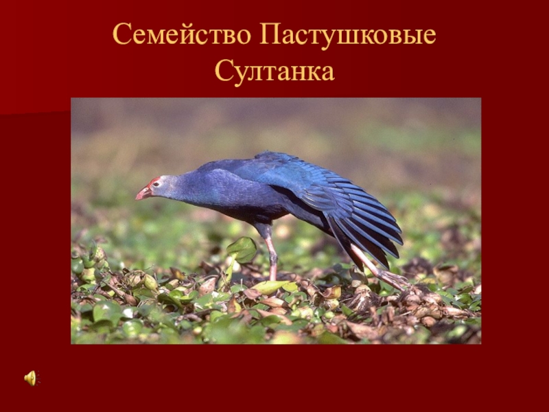 Красная книга калмыкии рисунок