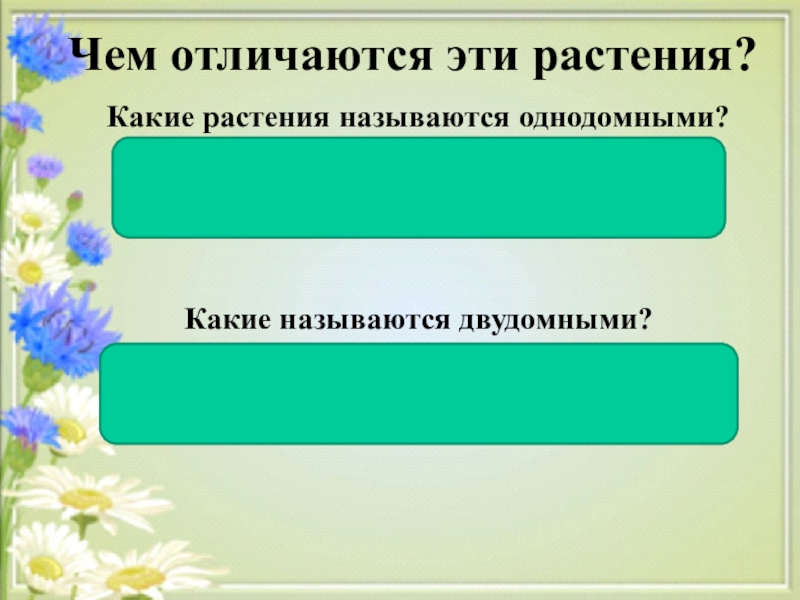 Объясните биологическую роль соцветия в жизни растения. Однополые цветки. Биологическая роль соцветий 6 класс.