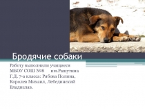 Бродячие собаки