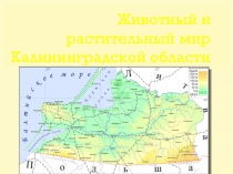 Презентация по окружающему миру Животный и растительный мир Калининградской области (4 класс)