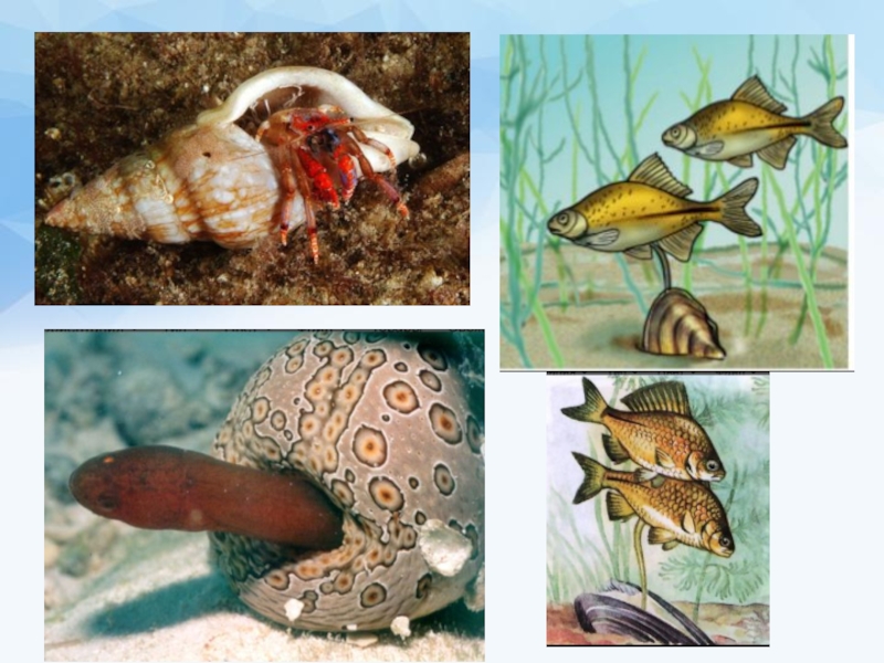 Презентация организменная среда 5 класс. Моллюски в водной среде. Обитатели водной среды слайды. Обитатели водной среды 5 класс биология. Обитатели водной среды поделки.