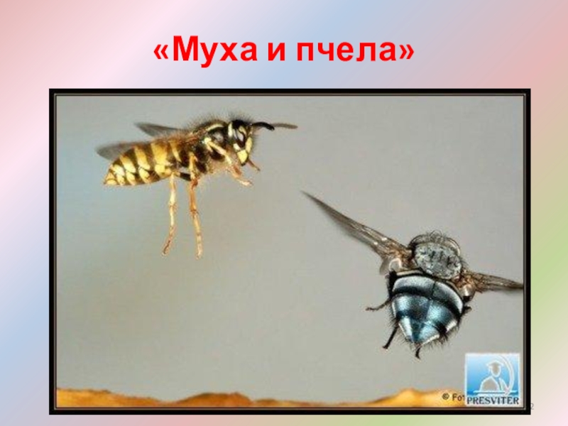 Про мух и пчел. Муха и пчела. Два взгляда на жизнь пчела и Муха. Пчела и Муха «пчела». Муха пчела фото.