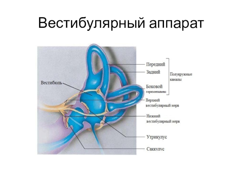 Проект вестибулярный аппарат