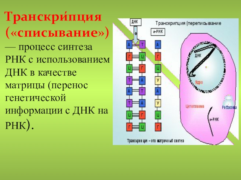 Презентация транскрипция биология