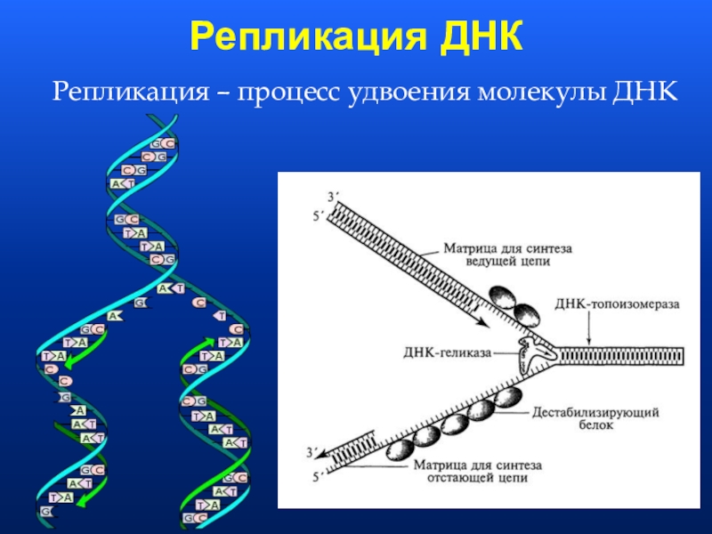 Репликация днк фото