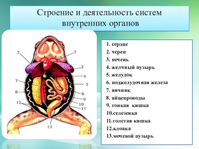 7 класс презентация внутреннее строение земноводных 7