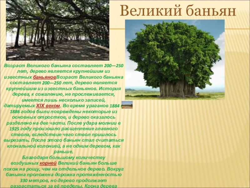 Также дерево является. Великий Баньян дерево. Баньян – дерево-паразит. Баньян дерево описание. Рассказ о дереве Баньян.