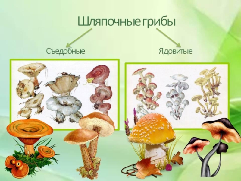 Презентация по биологии 7 класс шляпочные грибы