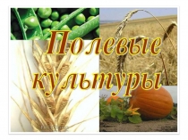 Презентация по сельскохозяйственному труду на тему:Полевые культуры