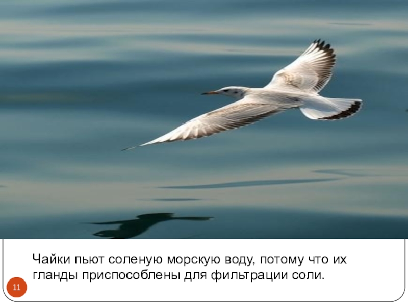 Воду потому что. Чайки пьют воду. Чайка пьет соленую воду. Попиваю чаек. Чайку пей.