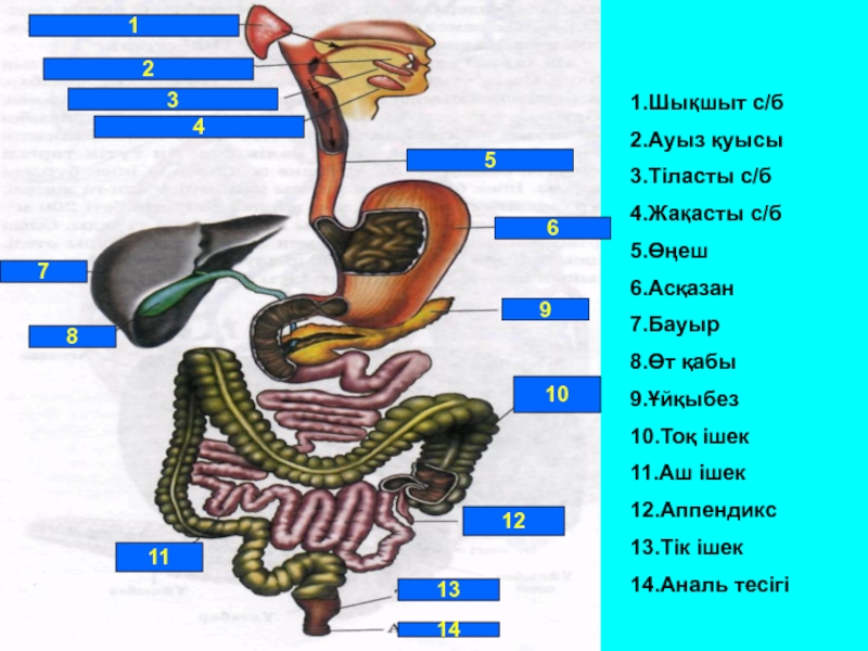 Ас қорыту жүйесінің жас ерекшеліктері презентация