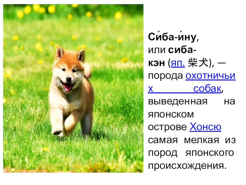 Си́ба-и́ну, или сиба-кэн (яп. 柴犬), — порода охотничьих собак, выведенная на японском острове Хонсю самая мелкая из пород японского происхождения.