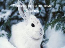 Презентация по биологии на тему Заяц (7 класс)