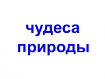 Экологическое воспитание дошкольников : Чудеса природы на земле.