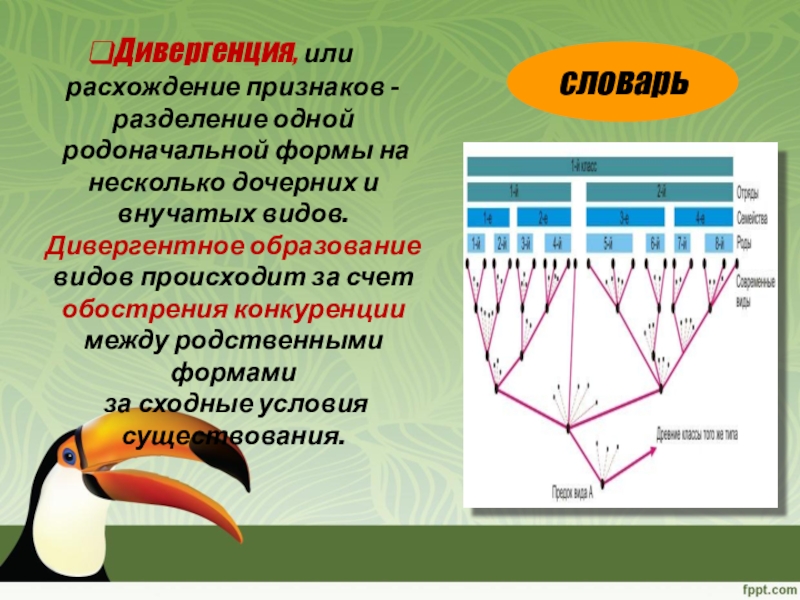 Презентация по биологии видообразование презентация