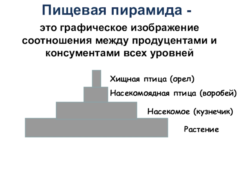 Графическое изображение соотношения между продуцентами консументами