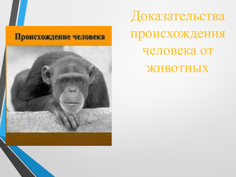 Доказательства происхождения человека от животных презентация 11 класс