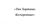 Презентация по биологии Тип Хордовые