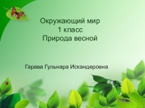 Презентация по окружающему миру для 1 класса Весенние изменения в живой природе