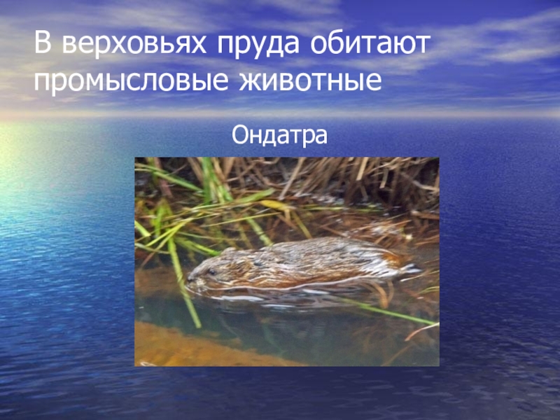 На дне водоема обитает. Что водится в пруду. Зверь обитающий в водоемах Новороссийска. Предложение в пруду водились. Кто обитает в Верховском треугольнике.