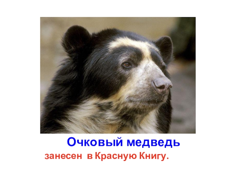 Почему медведи занесены в красную книгу. Очковый медведь красная книга. Очковый медведь в России. Очковый медведь сообщение. Очковый медведь описание.