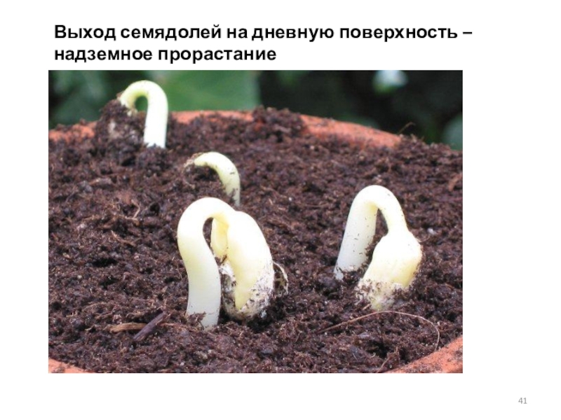 На каком фото изображен подземный способ прорастания семян