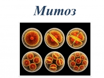 Презентация по биологии на тему Митоз