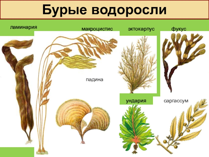 Водоросли проект 5 класс